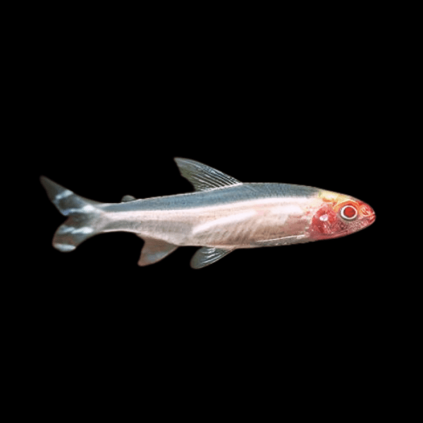 Albino Rummy Nose Tetra Hemigrammus Bleheri 2cm - Real Aquatics