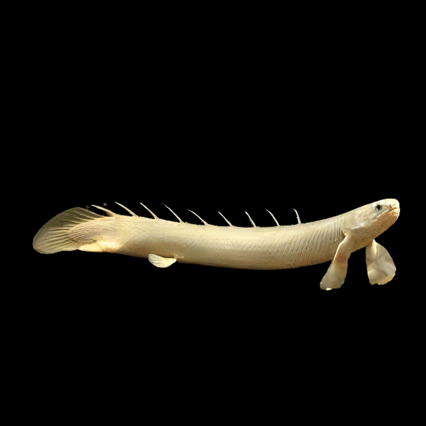 Albino Senegal Bichir Polypterus Senagalus 10cm - Real Aquatics