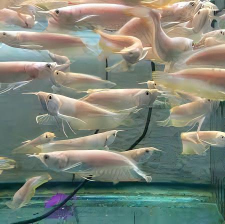 Albino Silver Arowana Osteoglossum Bicirrhosum 15cm - Real Aquatics