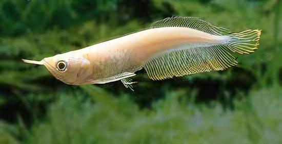 Albino Silver Arowana Osteoglossum Bicirrhosum 25cm - Real Aquatics