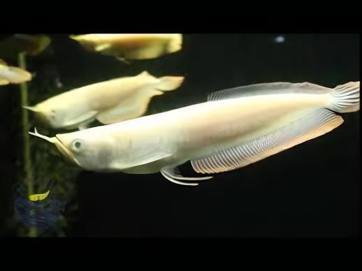 Albino Silver Arowana Osteoglossum Bicirrhosum 15cm - Real Aquatics