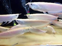 Albino Silver Arowana Osteoglossum Bicirrhosum 15cm - Real Aquatics