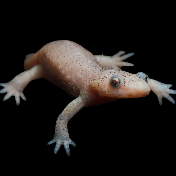 Albino Spanish Iberian Ribbed Newt Pleurodeles Waltl 6cm - Real Aquatics