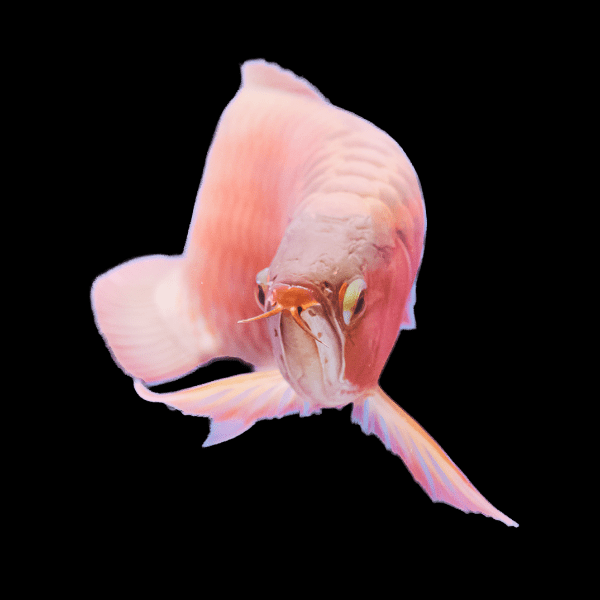 Albino Super Red Arowana Scleropages Formosus 20cm - Real Aquatics