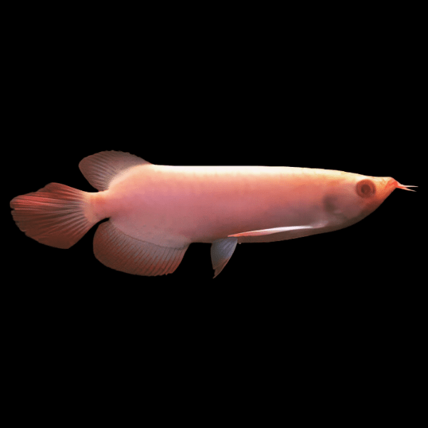 Albino Super Red Violet Fusion Arowana Scleropages Formosus 20cm - Real Aquatics