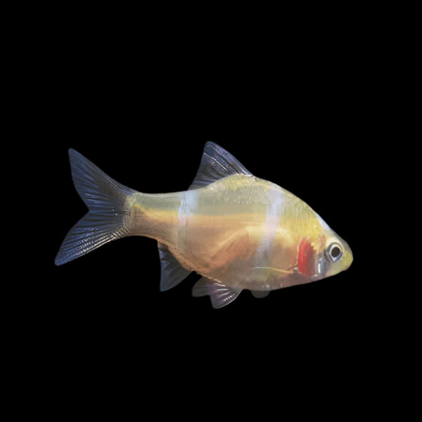 Albino Tiger Barb Puntius Tetrazona 3cm - Real Aquatics