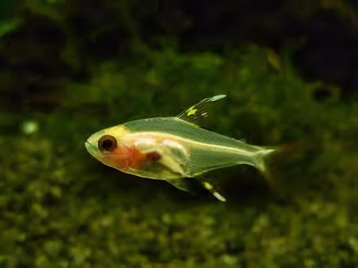Albino X-Ray Tetra Pristella Maxillaris 2cm - Real Aquatics