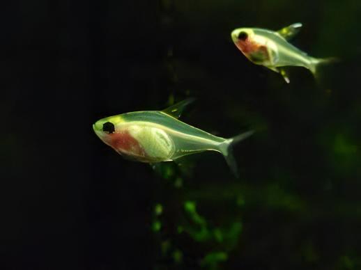 Albino X-Ray Tetra Pristella Maxillaris 2cm - Real Aquatics