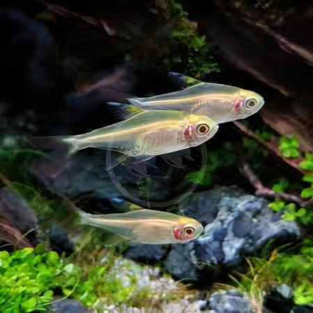 Albino X-Ray Tetra Pristella Maxillaris 2cm - Real Aquatics