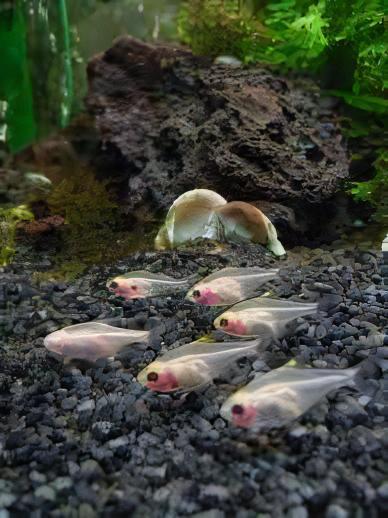 Albino X-Ray Tetra Pristella Maxillaris 2cm - Real Aquatics