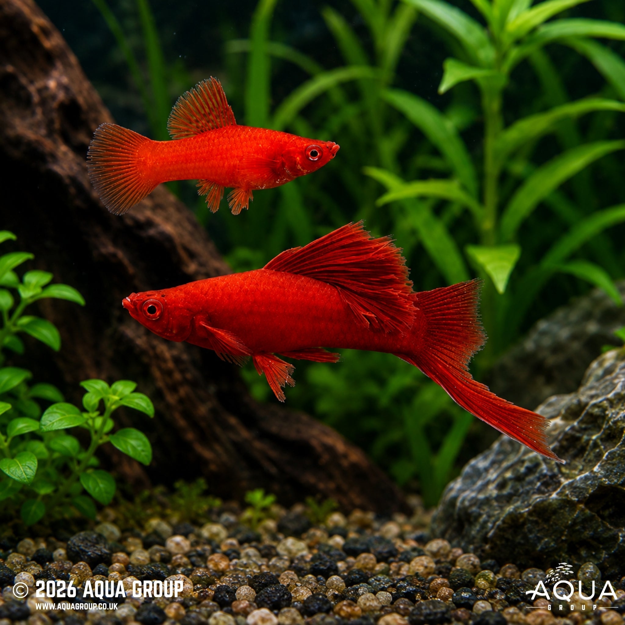 Albino Red Cauliflower Swordtail (Xiphophorus hellerii)