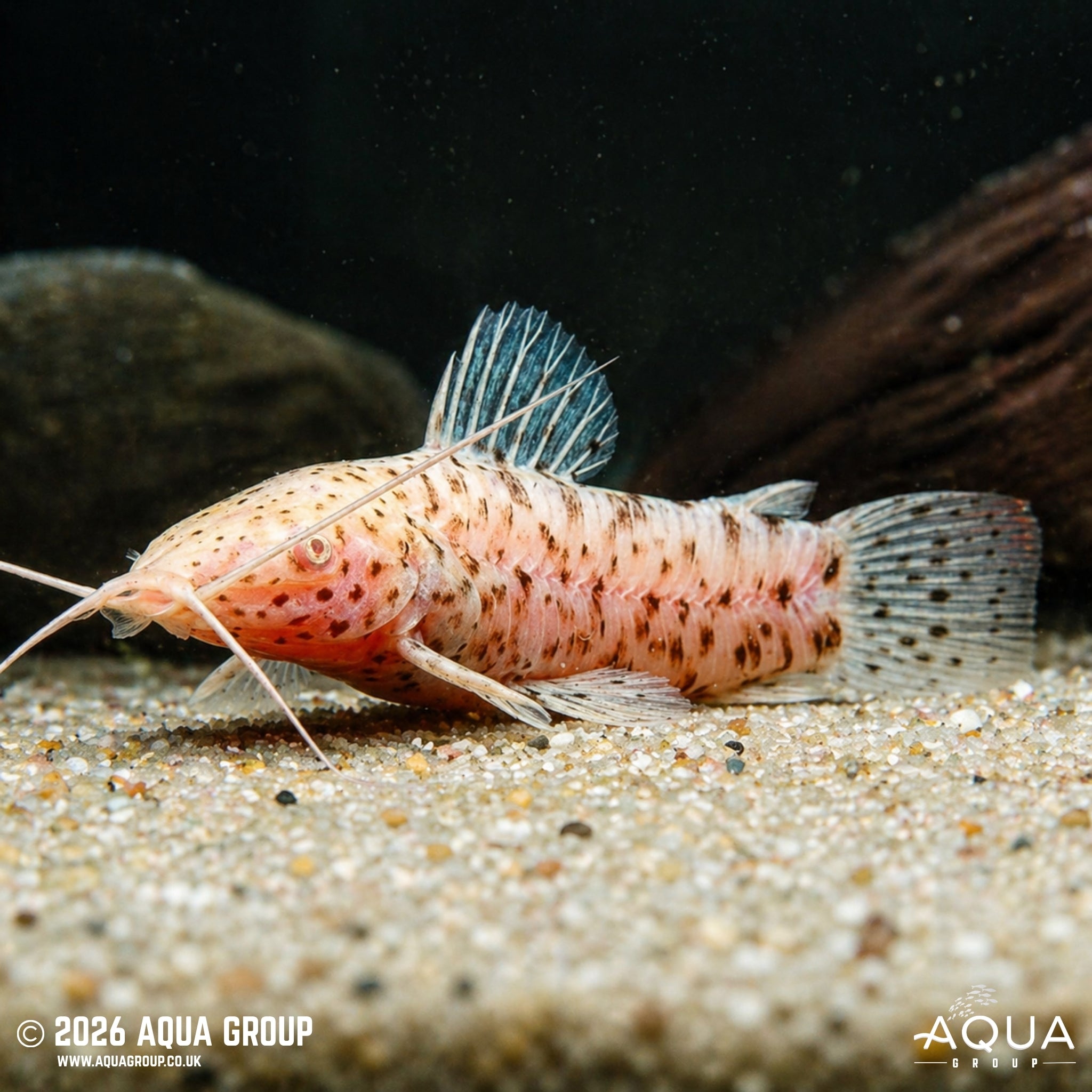 Albino Hoplo Catfish (Megalechis thoracata)