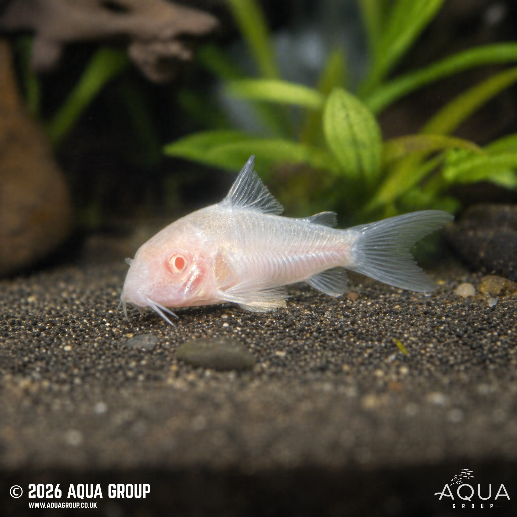 Albino Panda Cory (Hoplisoma panda)