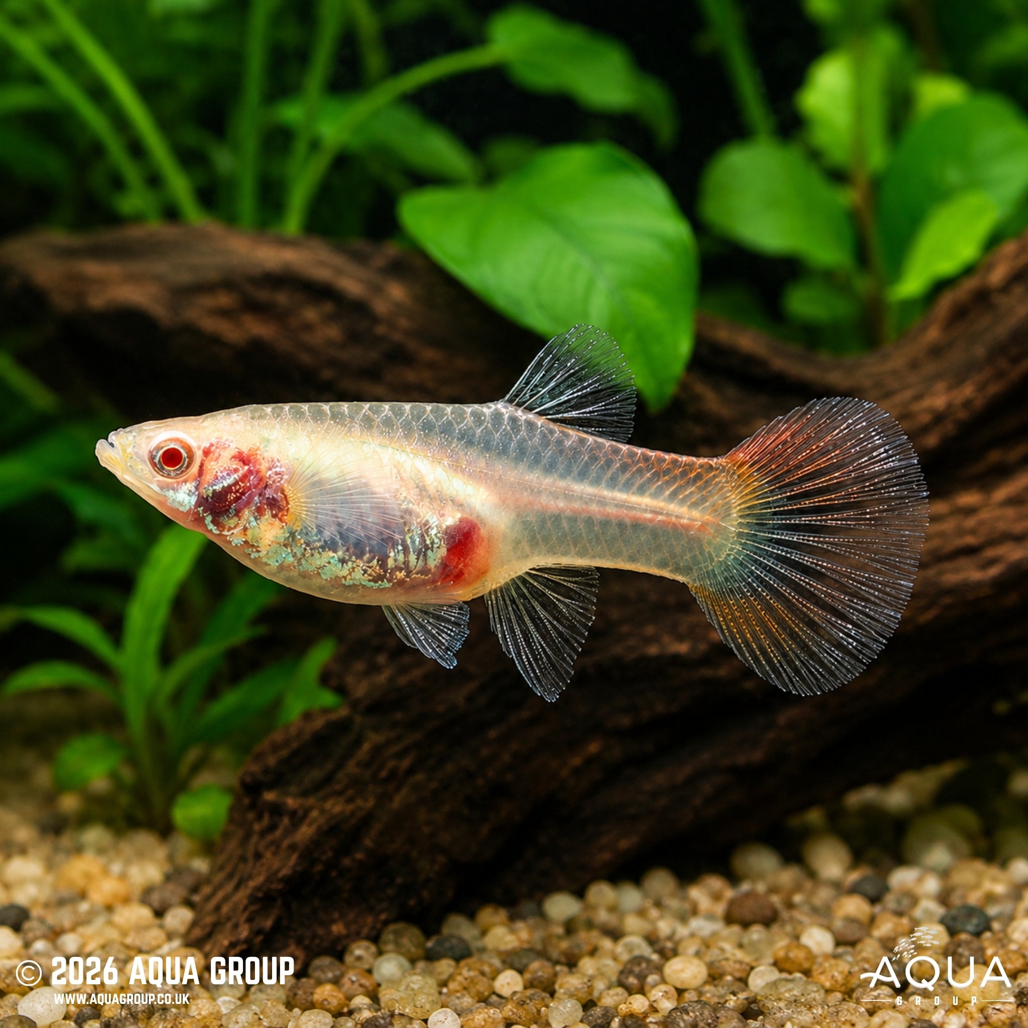 Albino Redlace Guppy (Poecilia reticulata)