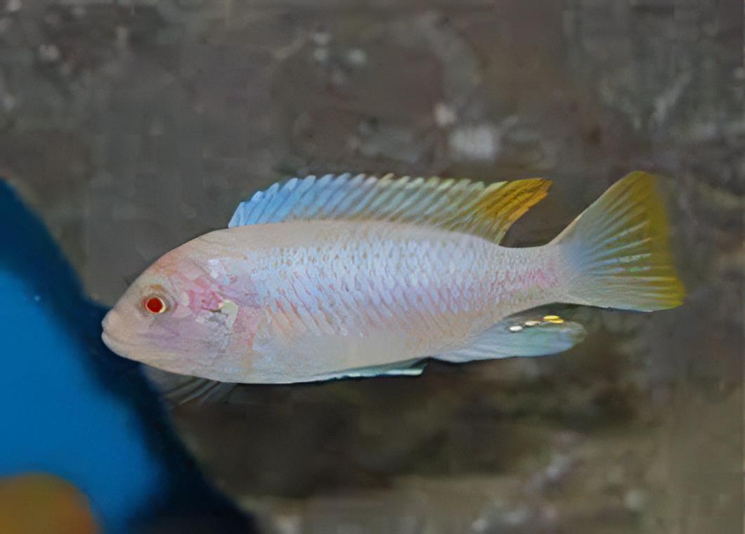 Haplochromis Albino Moorii Blue Dolphin Malawi African Cichlid