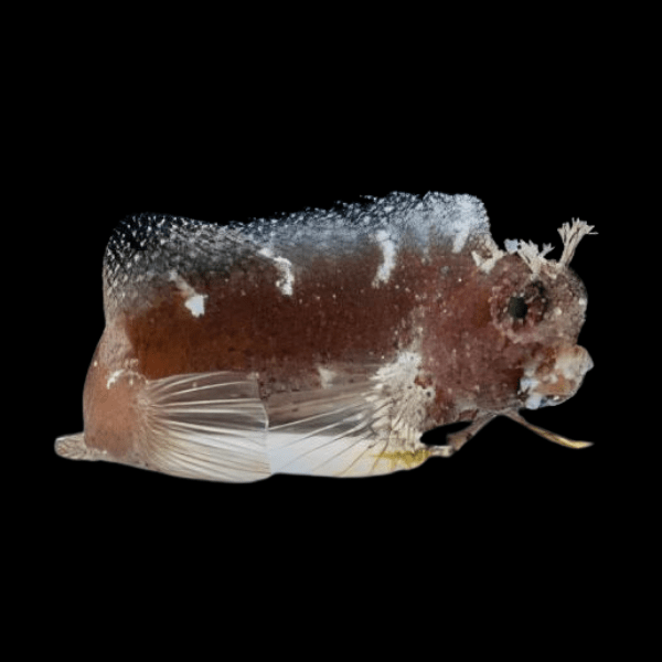 Algae Blenny Salarius Ramosus - Real Aquatics