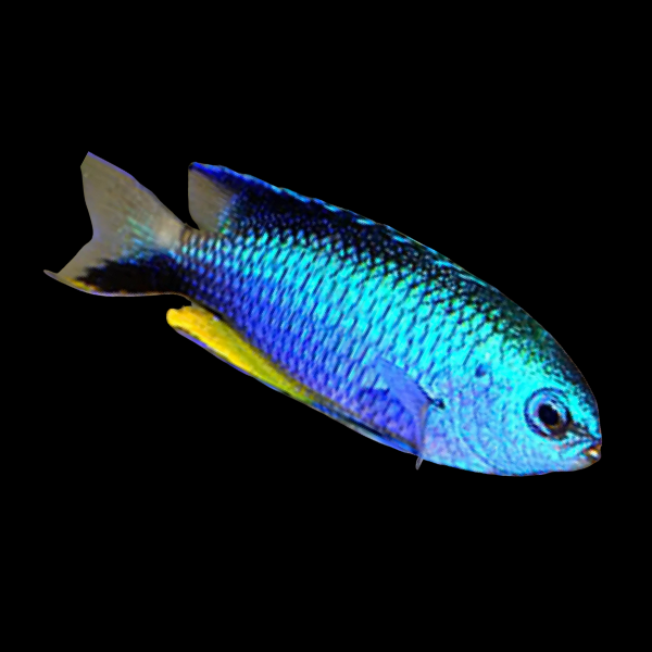 Allens Damsel Pomacentrus Alleni - Real Aquatics