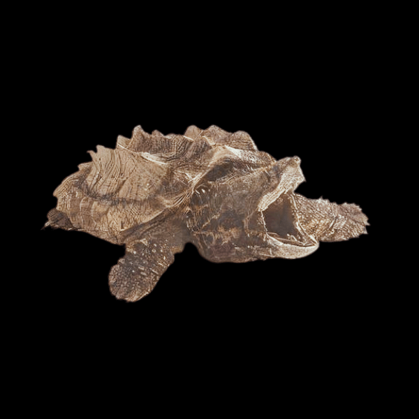 Alligator Snapping Turtle Macrochelys Temminckii Juvenile 8cm - Real Aquatics