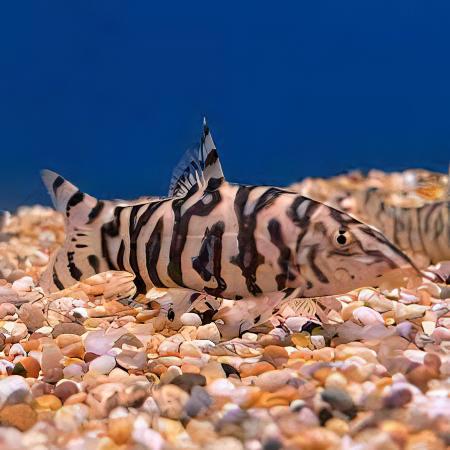 Almorha YoYo Loach Botia Lohachata 4cm - Real Aquatics