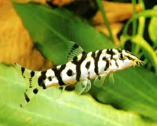 Almorha YoYo Loach Botia Lohachata 4cm - Real Aquatics