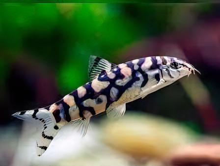 Almorha YoYo Loach Botia Lohachata 4cm - Real Aquatics