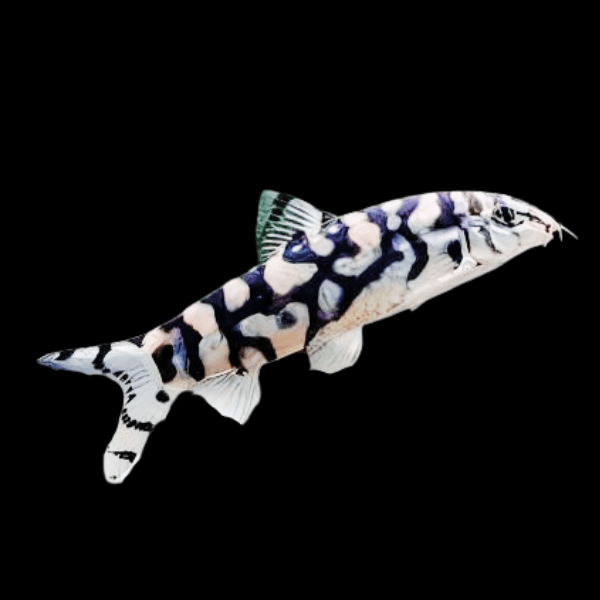 Almorha YoYo Loach Botia Lohachata 4cm - Real Aquatics