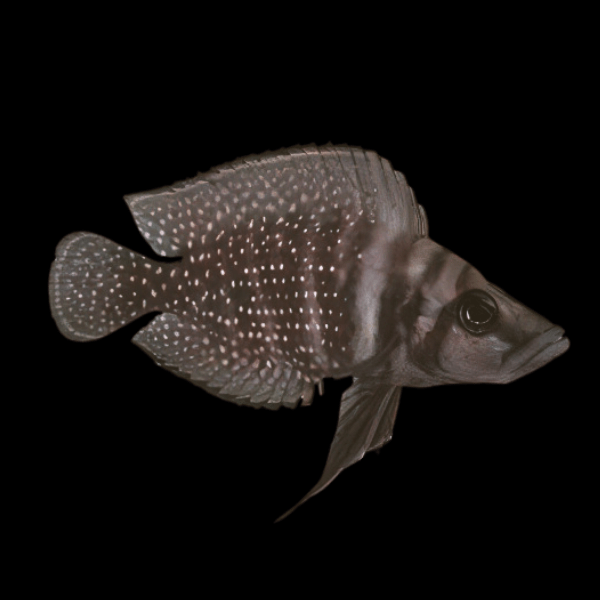 Altolamprologus Calvus Black African Cichlid 5cm - Real Aquatics