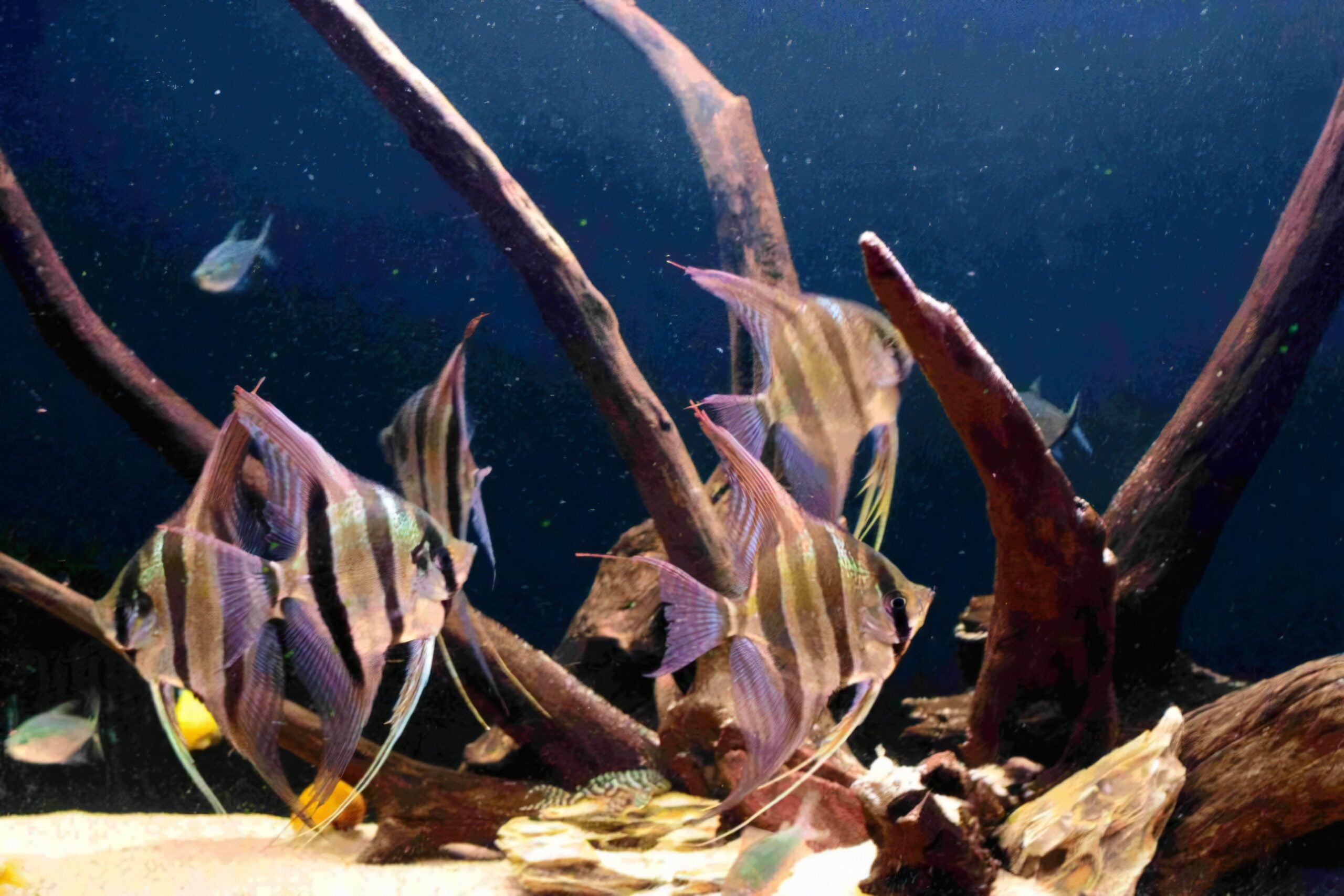 Altum Angelfish Orinoco Pterophyllum Altum 5cm