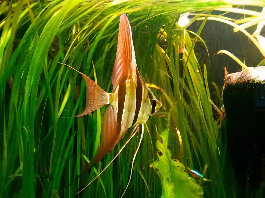 Altum Angelfish Orinoco Pterophyllum Altum 5cm