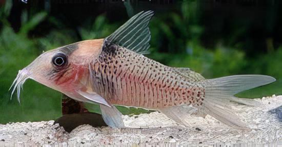 Amanda Jane Corydoras Amandajanea 4cm Catfish - Real Aquatics