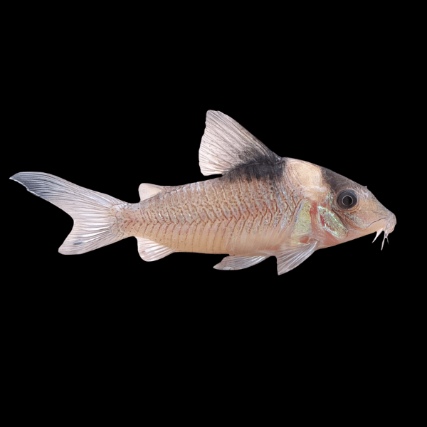 Amanda Jane Corydoras Amandajanea 4cm Catfish - Real Aquatics