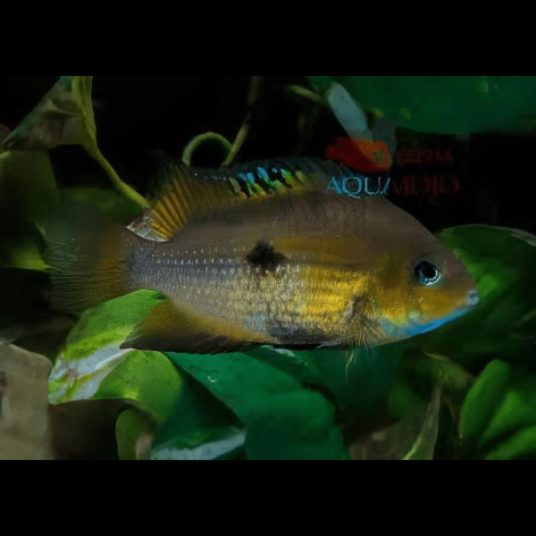 Amatitlania Myrnae Topaz Cichlid 5cm - Real Aquatics