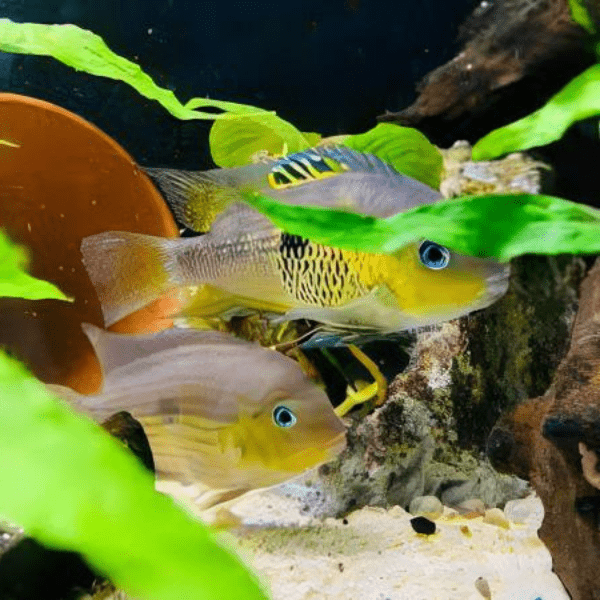 Amatitlania Myrnae Topaz Cichlid 5cm - Real Aquatics