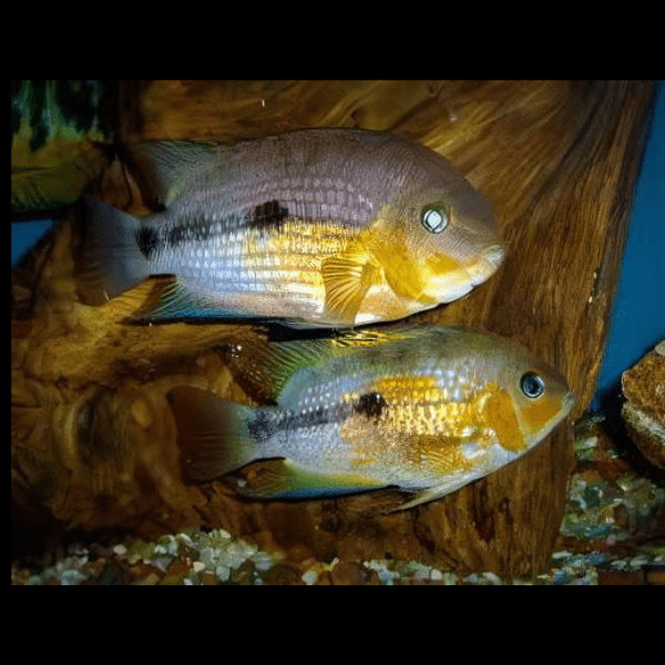 Amatitlania Myrnae Topaz Cichlid 5cm - Real Aquatics