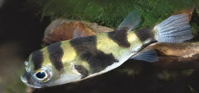 Amazon Pufferfish Colomesus Asellus 6cm - Real Aquatics