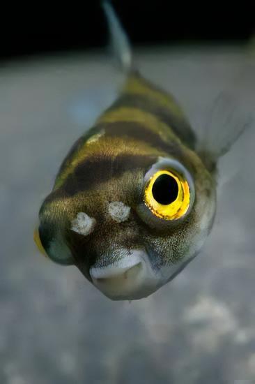 Amazon Pufferfish Colomesus Asellus 6cm - Real Aquatics