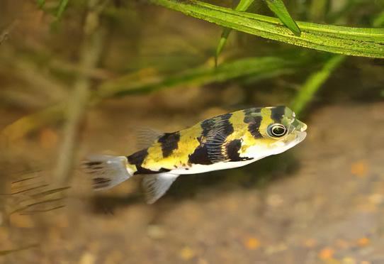 Amazon Pufferfish Colomesus Asellus 6cm - Real Aquatics