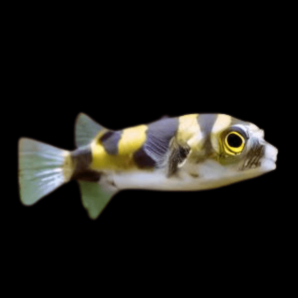 Amazon Pufferfish Colomesus Asellus 6cm - Real Aquatics