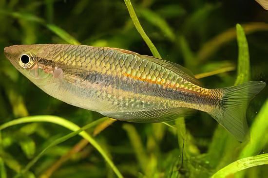 Ammeri Rainbow Fish Melanotaenia Ammeri 5cm - Real Aquatics