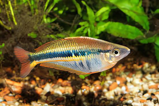 Ammeri Rainbow Fish Melanotaenia Ammeri 5cm - Real Aquatics