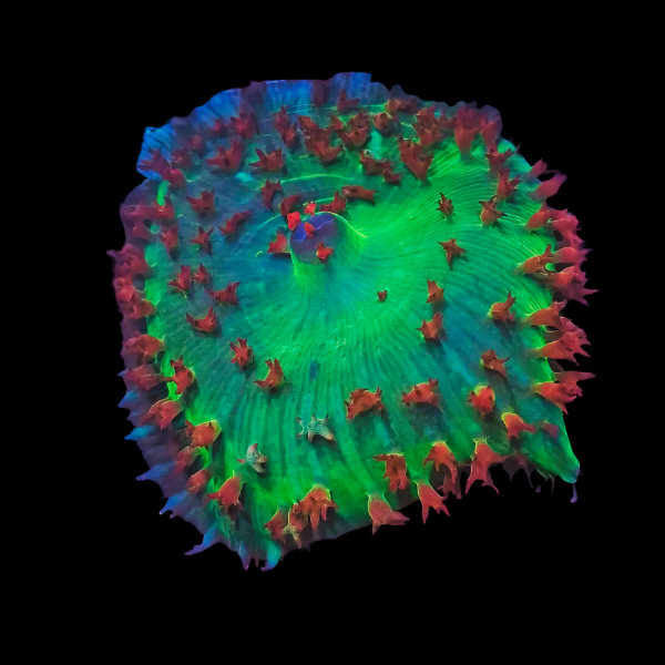 Anemone Rock Mushroom Fungiidae Coral Anemonia Sp - Real Aquatics