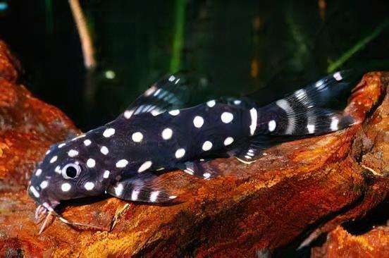 Angel Catfish Synodontis Angelicus