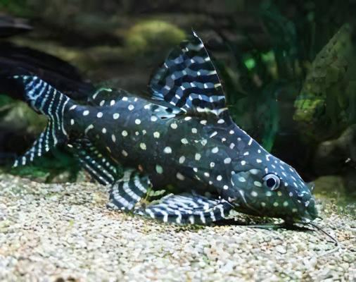 Angel Catfish Synodontis Angelicus