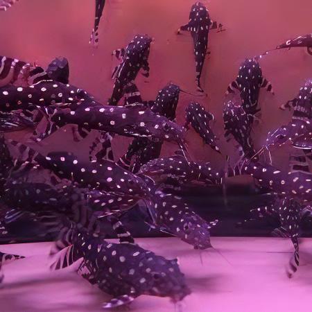 Angel Catfish Synodontis Angelicus