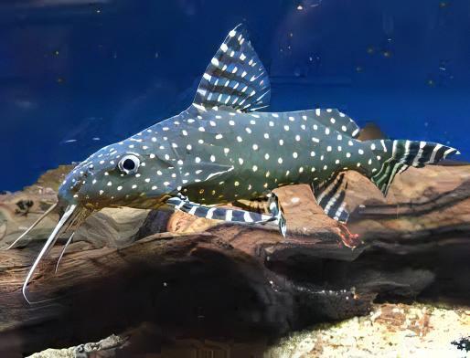 Angel Catfish Synodontis Angelicus
