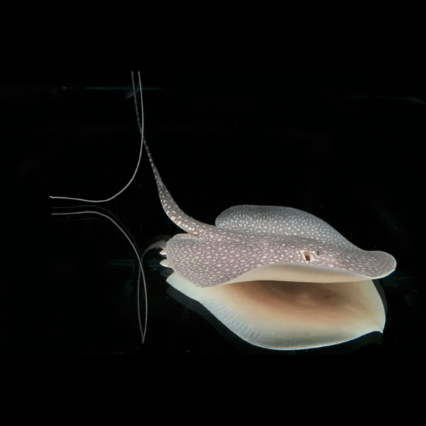 Antenna Stingray Plesiotrygon Iwamae 30cm