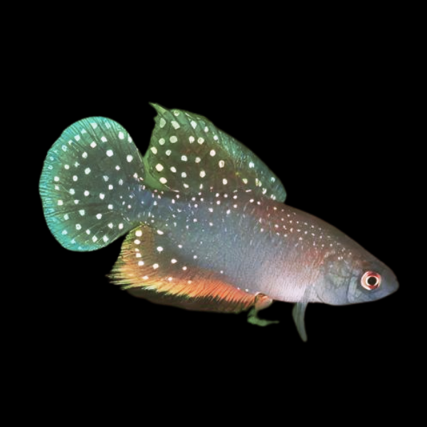 Antenori Killifish Hypsolebias Antenori 3cm - Real Aquatics