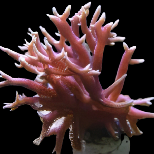 Antler Branching Hard Coral Montipora Sp - Real Aquatics