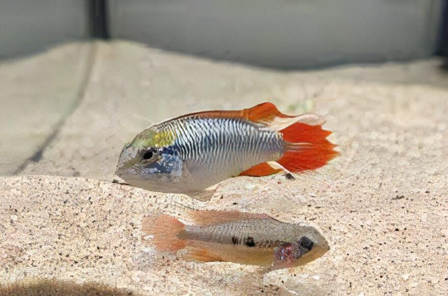 Apistogramma Agassizii 3cm
