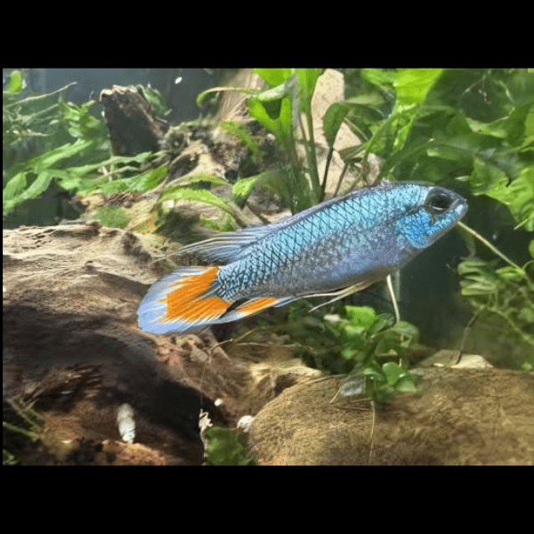 Apistogramma Agassizi Blue Flame 3cm